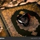 Pecinta alquran kori