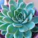 Jenifer Suculentas 💚