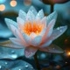 Lotus e Luz