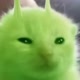 cat_green%