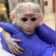 Baby Monkey