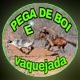Pega de boi e vaquejada