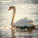 swan