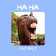 Haha Fale Mais