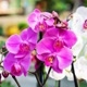 Dicas de Orquídeas