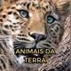 Animais Da Terra