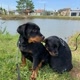 Brutus e Hércules Rottweilers
