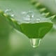 Benefícios da Aloe Vera
