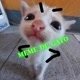 MEME_DE_GATO