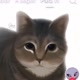＠oia óia cat🐈‍⬛🐱