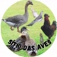 Sítio das aves