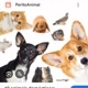 animais divertidos2