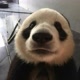 Panda 🐼