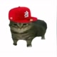 AkmalCat🧢🐱