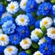Flower Biru