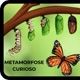 Metamorfose_Curioso