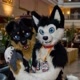 ❤futuro_furry❤