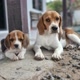beagles_pet