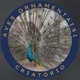Aves_ornamentais1