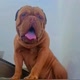 Apolo meu dogue de bourdeaux