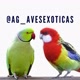 AG_avesexoticas