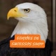 EDIÇÕES MOTIVACIONAIS 🦅