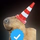 capivara cone oficial