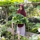 kebun najlaa