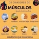 nutriçao e musculação