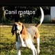 CANIL MATTOS