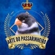 GRINGO_das_AVES