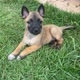 Malinois K9
