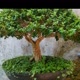 PETANI BONSAI TASIK