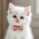 Gatito Branco