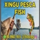 Xingu Pesca Fish