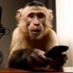 Macaquinho asmr