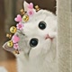 Cute_cats
