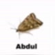 Abdul