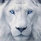 Lion White