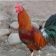 ayam_import