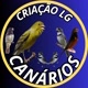 Criatório LG🐦