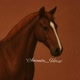 °Amanda_Horse°