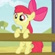 Apple bloom ❤❤❤