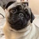 Brisa, a pug