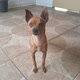 Bob o Pinscher