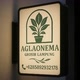 Aglonema grosir lampung