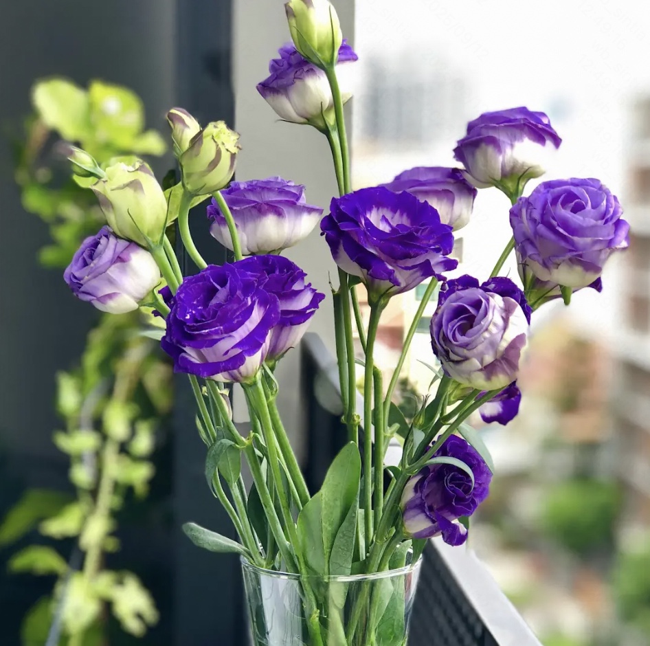 Veronica Tan Storytime