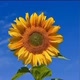 Ana girassol 🌻🦋🦋