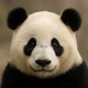 PANDA🐼