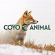 Coyo_animal
